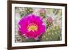 USA, Wyoming,  pink prickly pear cactus bloom in the desert.-Elizabeth Boehm-Framed Photographic Print