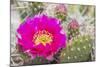 USA, Wyoming,  pink prickly pear cactus bloom in the desert.-Elizabeth Boehm-Mounted Photographic Print