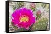 USA, Wyoming,  pink prickly pear cactus bloom in the desert.-Elizabeth Boehm-Framed Stretched Canvas