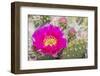 USA, Wyoming,  pink prickly pear cactus bloom in the desert.-Elizabeth Boehm-Framed Photographic Print