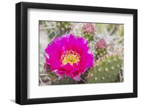 USA, Wyoming,  pink prickly pear cactus bloom in the desert.-Elizabeth Boehm-Framed Photographic Print