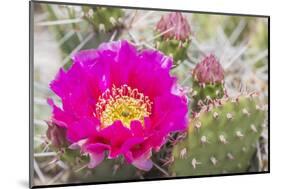 USA, Wyoming,  pink prickly pear cactus bloom in the desert.-Elizabeth Boehm-Mounted Photographic Print