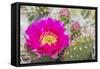 USA, Wyoming,  pink prickly pear cactus bloom in the desert.-Elizabeth Boehm-Framed Stretched Canvas