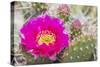 USA, Wyoming,  pink prickly pear cactus bloom in the desert.-Elizabeth Boehm-Stretched Canvas