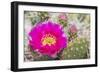 USA, Wyoming,  pink prickly pear cactus bloom in the desert.-Elizabeth Boehm-Framed Photographic Print