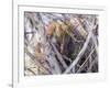 USA, Wyoming, porcupine sits in a willow tree in February.-Elizabeth Boehm-Framed Photographic Print