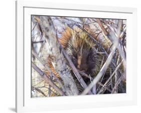 USA, Wyoming, porcupine sits in a willow tree in February.-Elizabeth Boehm-Framed Photographic Print