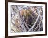 USA, Wyoming, porcupine sits in a willow tree in February.-Elizabeth Boehm-Framed Photographic Print