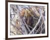 USA, Wyoming, porcupine sits in a willow tree in February.-Elizabeth Boehm-Framed Photographic Print