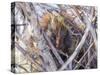 USA, Wyoming, porcupine sits in a willow tree in February.-Elizabeth Boehm-Stretched Canvas
