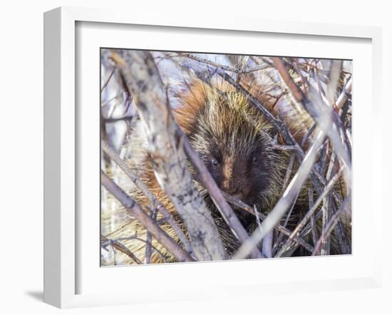 USA, Wyoming, porcupine sits in a willow tree in February.-Elizabeth Boehm-Framed Photographic Print