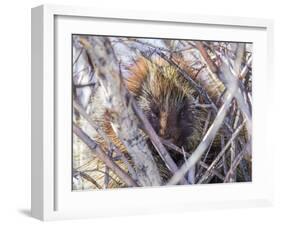 USA, Wyoming, porcupine sits in a willow tree in February.-Elizabeth Boehm-Framed Photographic Print