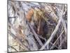 USA, Wyoming, porcupine sits in a willow tree in February.-Elizabeth Boehm-Mounted Photographic Print