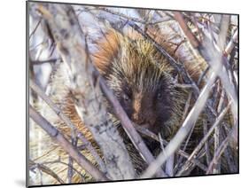 USA, Wyoming, porcupine sits in a willow tree in February.-Elizabeth Boehm-Mounted Photographic Print