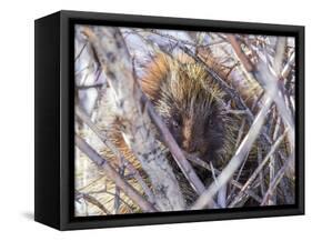 USA, Wyoming, porcupine sits in a willow tree in February.-Elizabeth Boehm-Framed Stretched Canvas