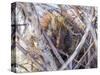 USA, Wyoming, porcupine sits in a willow tree in February.-Elizabeth Boehm-Stretched Canvas