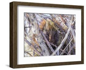 USA, Wyoming, porcupine sits in a willow tree in February.-Elizabeth Boehm-Framed Photographic Print