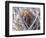 USA, Wyoming, porcupine sits in a willow tree in February.-Elizabeth Boehm-Framed Photographic Print