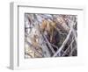 USA, Wyoming, porcupine sits in a willow tree in February.-Elizabeth Boehm-Framed Photographic Print