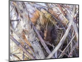 USA, Wyoming, porcupine sits in a willow tree in February.-Elizabeth Boehm-Mounted Photographic Print