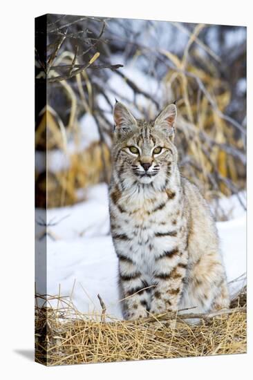 USA, Wyoming, Portrait of Bobcat Sitting-Elizabeth Boehm-Stretched Canvas