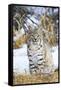 USA, Wyoming, Portrait of Bobcat Sitting-Elizabeth Boehm-Framed Stretched Canvas