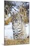 USA, Wyoming, Portrait of Bobcat Sitting-Elizabeth Boehm-Mounted Premium Photographic Print