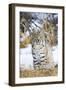 USA, Wyoming, Portrait of Bobcat Sitting-Elizabeth Boehm-Framed Photographic Print