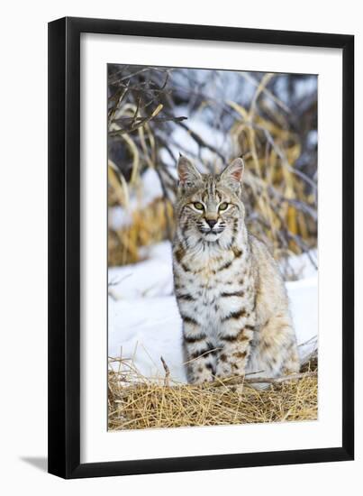 USA, Wyoming, Portrait of Bobcat Sitting-Elizabeth Boehm-Framed Photographic Print