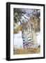 USA, Wyoming, Portrait of Bobcat Sitting-Elizabeth Boehm-Framed Photographic Print