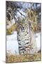 USA, Wyoming, Portrait of Bobcat Sitting-Elizabeth Boehm-Mounted Photographic Print