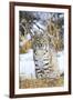 USA, Wyoming, Portrait of Bobcat Sitting-Elizabeth Boehm-Framed Photographic Print