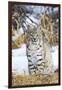 USA, Wyoming, Portrait of Bobcat Sitting-Elizabeth Boehm-Framed Photographic Print