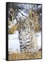 USA, Wyoming, Portrait of Bobcat Sitting-Elizabeth Boehm-Framed Stretched Canvas