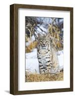 USA, Wyoming, Portrait of Bobcat Sitting-Elizabeth Boehm-Framed Photographic Print