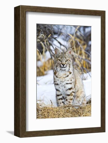 USA, Wyoming, Portrait of Bobcat Sitting-Elizabeth Boehm-Framed Photographic Print