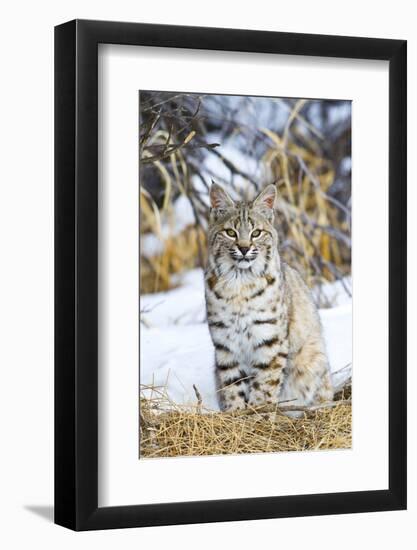 USA, Wyoming, Portrait of Bobcat Sitting-Elizabeth Boehm-Framed Photographic Print