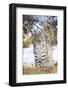 USA, Wyoming, Portrait of Bobcat Sitting-Elizabeth Boehm-Framed Photographic Print