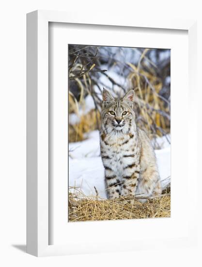 USA, Wyoming, Portrait of Bobcat Sitting-Elizabeth Boehm-Framed Photographic Print