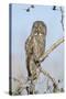 USA, Wyoming, Portrait of Great Gray Owl on Branch-Elizabeth Boehm-Stretched Canvas