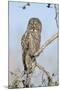 USA, Wyoming, Portrait of Great Gray Owl on Branch-Elizabeth Boehm-Mounted Photographic Print