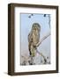 USA, Wyoming, Portrait of Great Gray Owl on Branch-Elizabeth Boehm-Framed Photographic Print