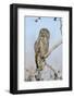 USA, Wyoming, Portrait of Great Gray Owl on Branch-Elizabeth Boehm-Framed Photographic Print