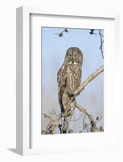 USA, Wyoming, Portrait of Great Gray Owl on Branch-Elizabeth Boehm-Framed Photographic Print