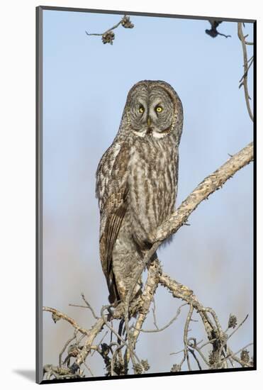 USA, Wyoming, Portrait of Great Gray Owl on Branch-Elizabeth Boehm-Mounted Photographic Print