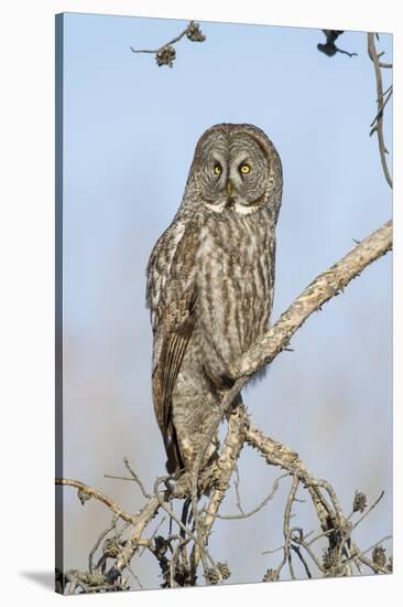 USA, Wyoming, Portrait of Great Gray Owl on Branch-Elizabeth Boehm-Stretched Canvas