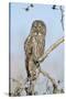 USA, Wyoming, Portrait of Great Gray Owl on Branch-Elizabeth Boehm-Stretched Canvas