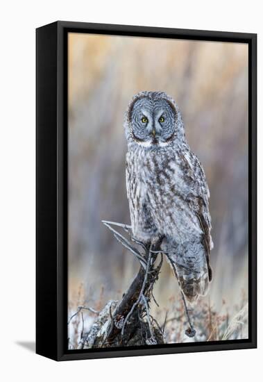 USA, Wyoming, Portrait of Great Gray Owl on Perch-Elizabeth Boehm-Framed Stretched Canvas