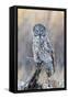 USA, Wyoming, Portrait of Great Gray Owl on Perch-Elizabeth Boehm-Framed Stretched Canvas