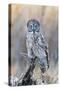 USA, Wyoming, Portrait of Great Gray Owl on Perch-Elizabeth Boehm-Stretched Canvas